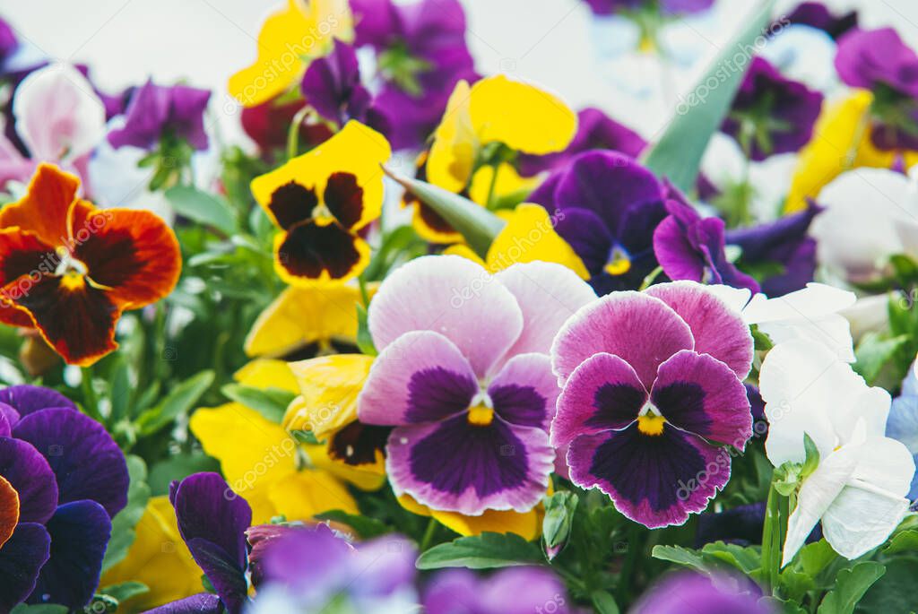 mixed pansies in gardcolorful and bright flowers pansies in the spring gardenen. Selective focus macro shot with shallow DOF