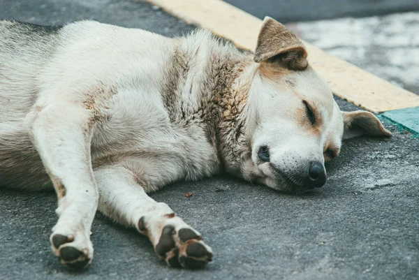 Um pobre cão vadio e solitário dorme na calçada de asfalto — Fotografia de Stock