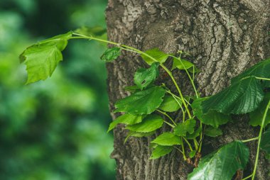 Yaprakları olan genç filizler ağacın gövdesinde ve kabuğunda yetişir. Bahar konsepti hayat yenilenmesi ve yeni başlangıçlar