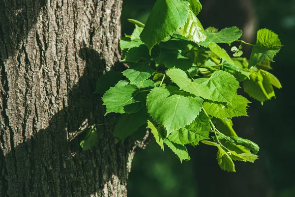 Jonge spruiten met bladeren groeien dwars door de stam en schors van de boom. Voorjaarsconcept van levensvernieuwing en nieuw begin. Lit door fel zonlicht — Stockfoto