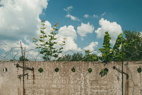 混凝土围栏，顶部有铁丝网，与蓝天白云和绿树相映成趣。提前出狱和自由的概念 — 图库照片
