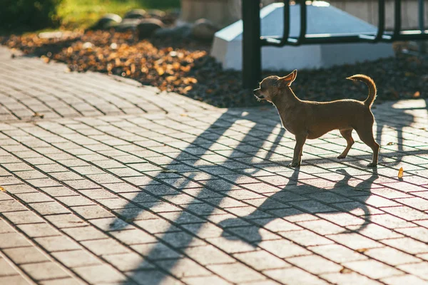 O chihuahua alegre pequeno está de pé no pavimento no parque no sol da noite — Fotografia de Stock