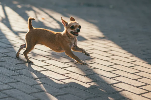 Pouco chihuahua alegre corre ao longo do pavimento ao sol da noite — Fotografia de Stock