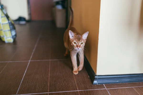 Abisinio Divertido Gato miente y caminando por el apartamento — Foto de Stock