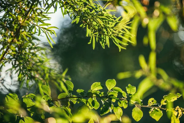 Рамка сочных листьев различных растений в саду, освещенная ярким вечерним солнцем. Выборочный фокус макросъемки с мелким DOF — стоковое фото