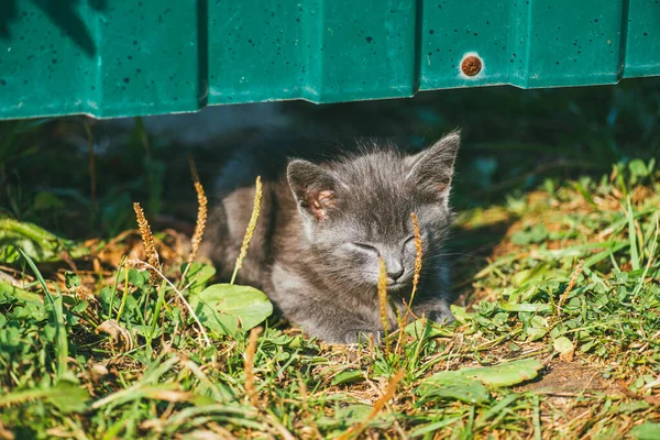 Un pequeño gatito gris sale de debajo de una cerca verde hacia el sol — Foto de Stock