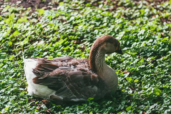 En Big Toulouse gås sitter på det gröna gräset i parken — Stockfoto