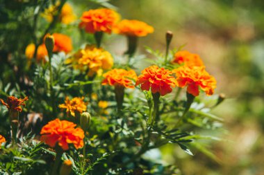 Bahar güneşinin altında güzel portakal çiçekleri