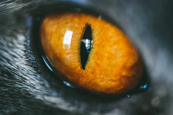 Közelkép egy narancssárga macskaszemről. Szelektív fókusz makró felvétel sekély Dof — Stock Fotó