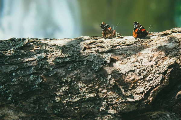 Plusieurs beaux papillons colorés sont assis sur le tronc de l'arbre — Photo