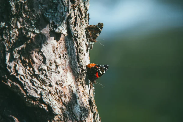 Plusieurs beaux papillons colorés sont assis sur le tronc de l'arbre — Photo