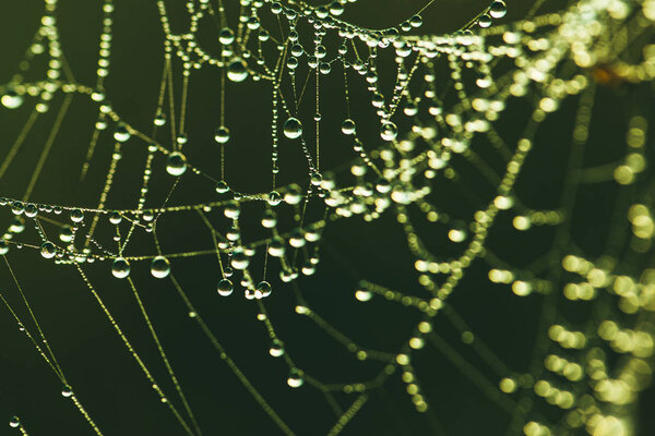Close-up of a web with dew drops. Morning spring photo in nature. Selective focus macro shot with shallow depth of field