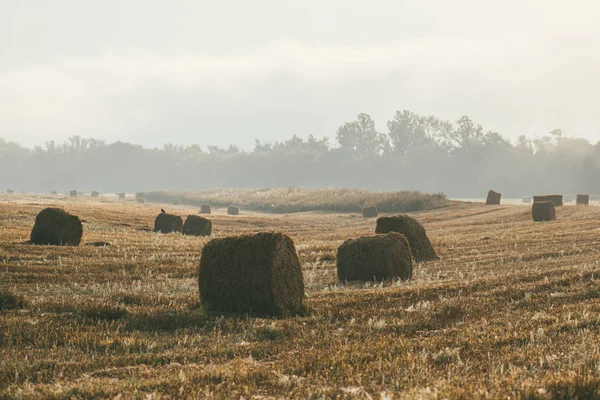 Een late zomerochtend mistig landschap met ronde hooibalen. Scène van oogst en vruchtbaarheid — Stockfoto