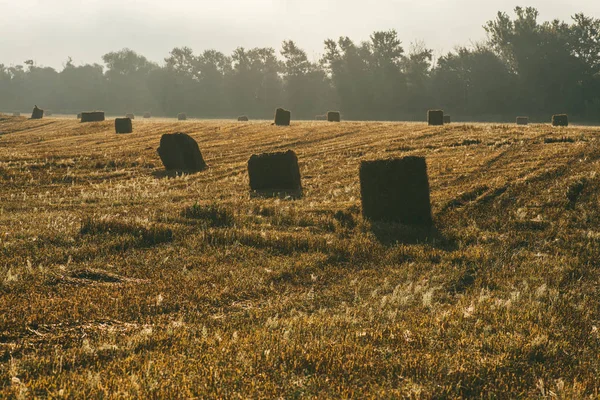 Een late zomerochtend mistig landschap met ronde hooibalen. Scène van oogst en vruchtbaarheid — Stockfoto