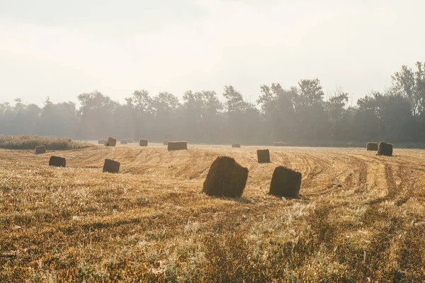 Een late zomerochtend mistig landschap met ronde hooibalen. Scène van oogst en vruchtbaarheid — Stockfoto