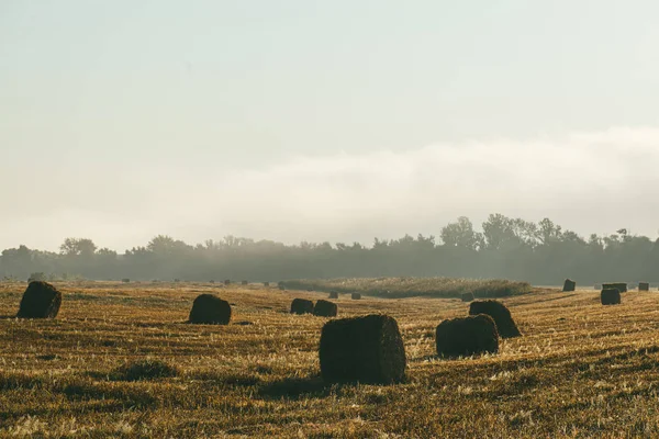 Een late zomerochtend mistig landschap met ronde hooibalen. Scène van oogst en vruchtbaarheid — Stockfoto