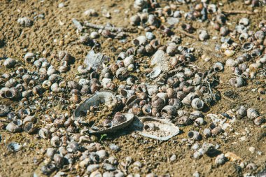 Kumlu nehir kıyısında parlak bahar güneşi tarafından aydınlatılan çok sayıda salyangoz var.