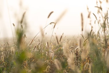 Yumuşak tüylü çalılar Timothy çimlerini bahar sabahının erken saatlerinde parlak ve yumuşak güneş ışınları altında çimlendirir. Sığ Dof ile seçici odak makro görüntüsü