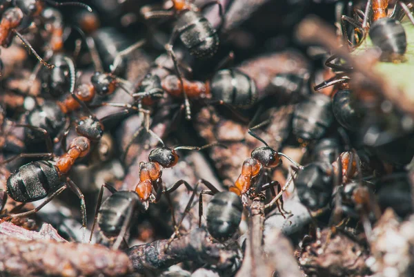 Equipo de hormigas forestales llevan a cabo su trabajo en un hormiguero. Un ejemplo perfecto de trabajo en equipo. macro de enfoque selectivo con DOF poco profundo — Foto de Stock