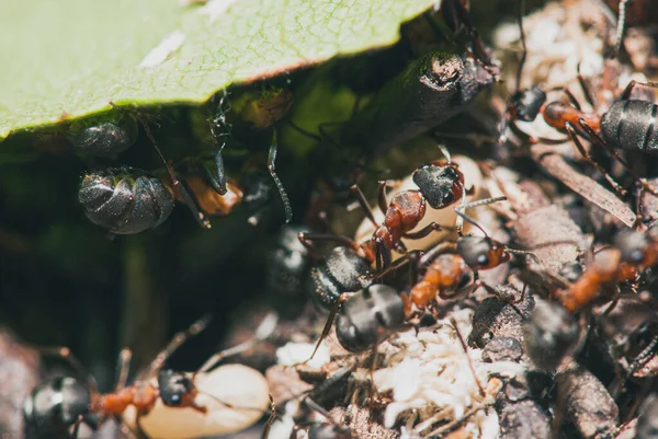 Skogsmyrornas team utför sitt arbete i en myrstack. Ett perfekt exempel på lagarbete. Selektiv fokus makro skott med grund Dof — Stockfoto