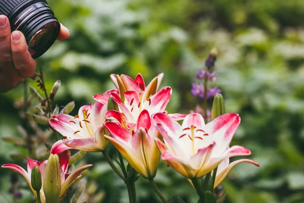Un homme avec un reflex photographie un jardin de lis rose — Photo