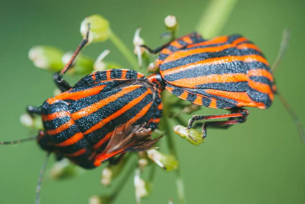Graphosoma lineatum. Dos escarabajos se reproducen en una rama de una planta verde. macro de enfoque selectivo con fondo bokeh —  Fotos de Stock