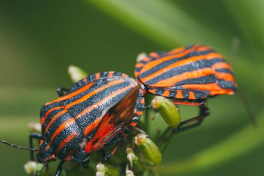 Graphosoma lineatum. Yeşil bir bitkinin dalında oturan iki böcek ozanı. Bokeh arkaplanlı seçici odak makrosu