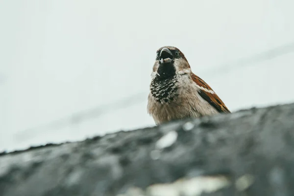 A small but formidable Sparrow sits on a concrete curb and opens its beak. Selective focus macro shot with shallow DOF — Stok fotoğraf