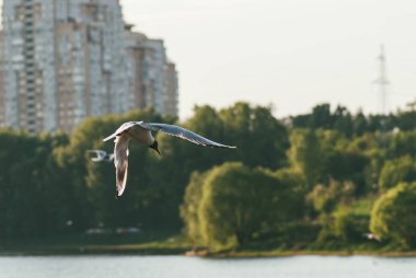 Su yüzeyinde, ağaçlarda ve konut binasında martılar uçar. Özgürlük ve uzayın üstesinden gelme kavramı.