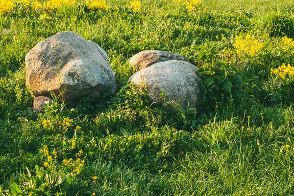 Огромные камни в зеленой траве освещаются солнцем. Весна в парке — стоковое фото