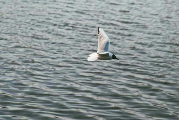 A gaivota voa no fundo da superfície da água. O conceito de liberdade e superação do espaço — Fotografia de Stock