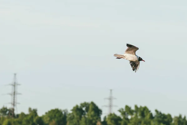 Zeemeeuw vliegt op de achtergrond van de lucht en het bos. Het concept van vrijheid en het overwinnen van de ruimte — Stockfoto