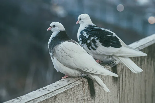 阳台上的两只白色和黑色的鸽子，背景模糊不清 — 图库照片