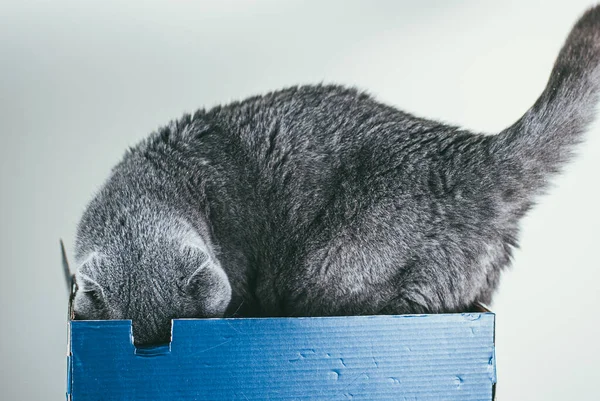 Grey Scottish gato dobrável sentado em caixa de sapato azul. Gatos são geralmente muito curiosos e subir em caixas — Fotografia de Stock