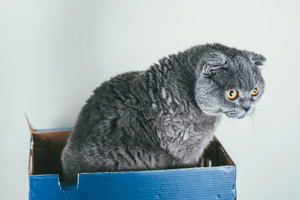 Серый шотландский складной кот сидит в синей обувной коробке. Кошки обычно очень любопытны и залезают в коробки — стоковое фото