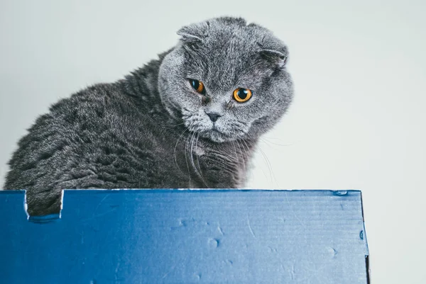 Chat pliant écossais gris assis dans une boîte à chaussures bleue. Les chats sont généralement très curieux et grimpent dans des boîtes — Photo