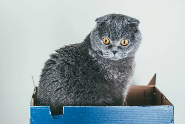 Chat pliant écossais gris assis dans une boîte à chaussures bleue. Les chats sont généralement très curieux et grimpent dans des boîtes — Photo