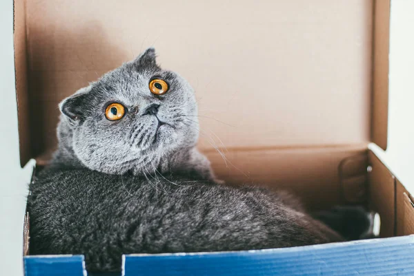 Grey Scottish gato dobrável sentado em caixa de sapato azul e olha para cima. Gatos são geralmente muito curiosos e subir em caixas — Fotografia de Stock