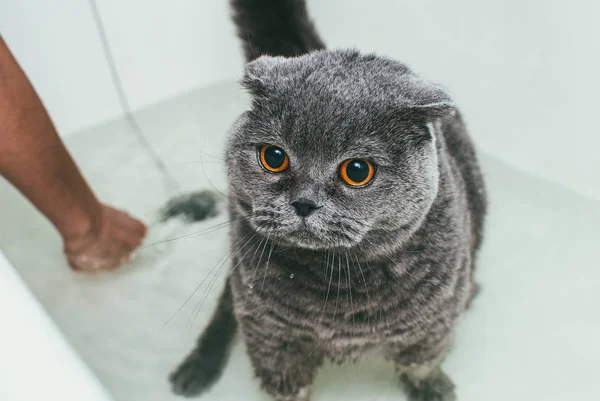 Szürke skót hajtogatós macska fürdik a tulajdonosával. Gondoskodik róla, és alaposan megmossa a bundáját. — Stock Fotó