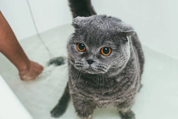 Grey Scottish fold cat toma banho com seu dono. Ela cuida dele e lava-lhe completamente a pele. — Fotografia de Stock