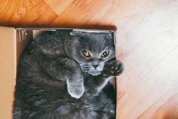 Cinza escocês gato dobrável sentado na caixa azul. Gatos são geralmente muito curiosos e subir em caixas. Copyspace para o seu texto — Fotografia de Stock