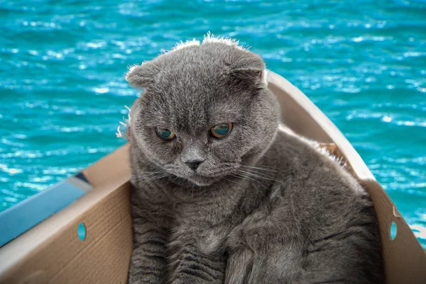 Chat pliant écossais gris assis dans un bateau en carton à chaussures et met les voiles pour son premier voyage. Les chats sont généralement très curieux et grimpent dans des boîtes — Photo