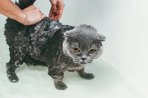 Grijze Schotse vouw kat neemt een bad met zijn eigenaar. Ze zorgt voor hem en wast zijn vacht grondig. — Stockfoto