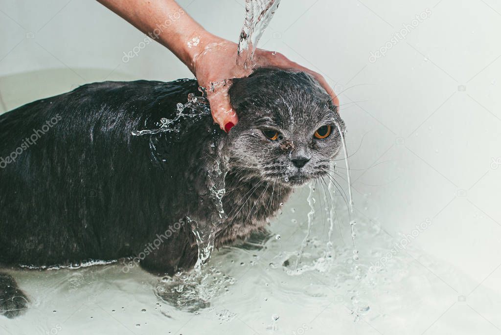 Grey Scottish fold cat takes a bath with his owner. She takes care of him and thoroughly washes his fur