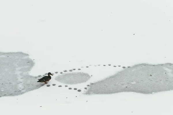Egy magányos kacsa átsétál egy befagyott tavon és lábnyomokat hagy. A magány és az elhagyatottság fogalma — Stock Fotó