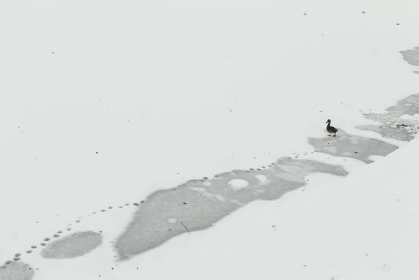 Одинокая утка переходит через замерзший пруд и оставляет следы. Понятие одиночества и забвения — стоковое фото