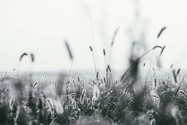 Yumuşak tüylü çalılar Timothy çimlerini bahar sabahının erken saatlerinde parlak ve yumuşak güneş ışınları altında çimlendirir. Sığ DOF ile seçici odak makro çekim. Siyah ve beyaz