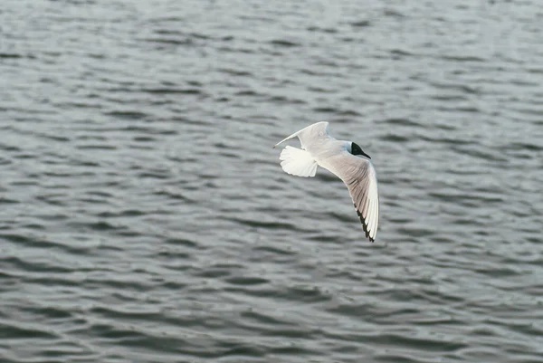 Gabbiano vola sullo sfondo della superficie dell'acqua. Il concetto di libertà e superamento dello spazio — Foto Stock