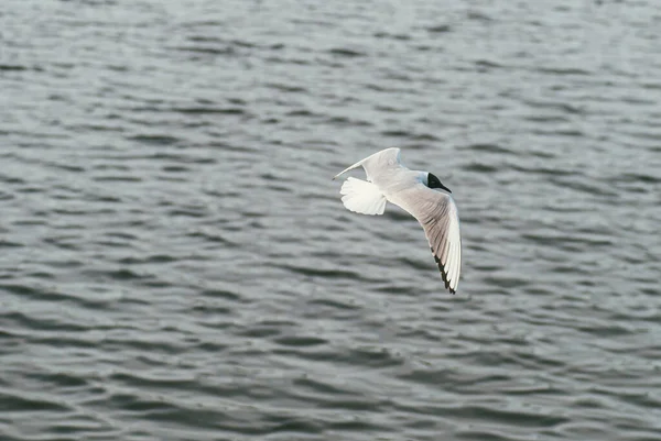 Måsen flyger på vattenytans bakgrund. Begreppet frihet och att övervinna rymden — Stockfoto