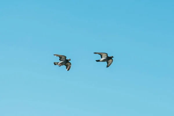 푸른 하늘 아래날고 있는 사랑 스러운 회색 비둘기 두 마리 — 스톡 사진
